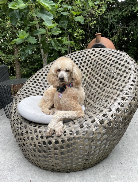 Entry image for Toffee. Clicking this image will show a larger photo