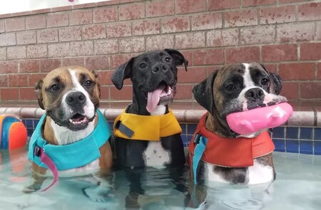 Entry image for Parker, Oliver, and Enzo. Clicking this image will show a larger photo