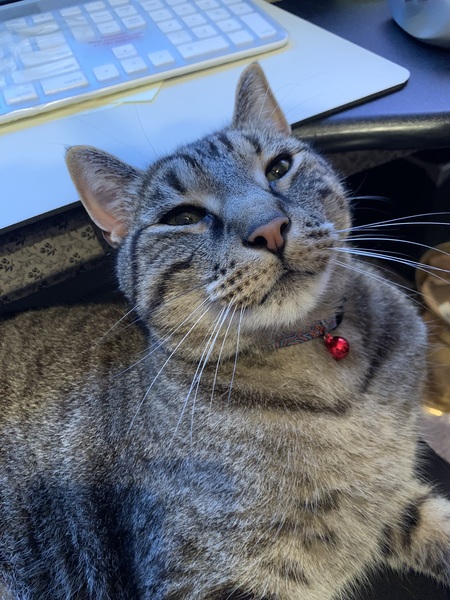 Entry image for PopOtto. Clicking this image will show a larger photo