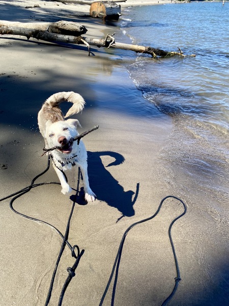 Entry image for Rio. Clicking this image will show a larger photo