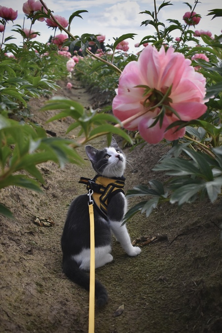 Entry image for Franklin. Clicking this image will show a larger photo