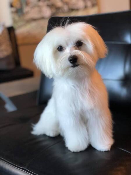 Entry image for Jack . Clicking this image will show a larger photo