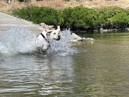 Entry image for MAGGIE. Clicking this image will show a larger photo