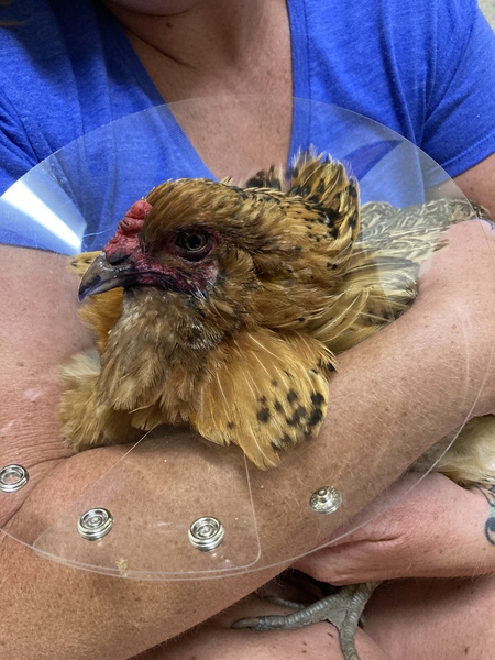 Entry image for Mabel Bird. Clicking this image will show a larger photo