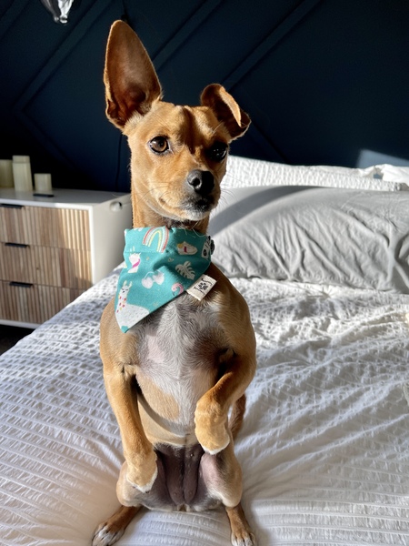 Entry image for Winnie. Clicking this image will show a larger photo