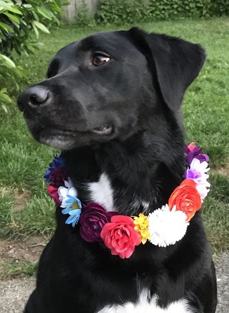 Entry image for Cali. Clicking this image will show a larger photo