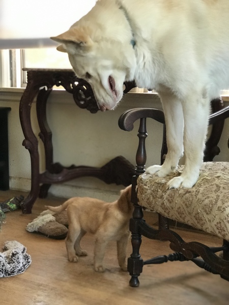 Entry image for Finn. Clicking this image will show a larger photo