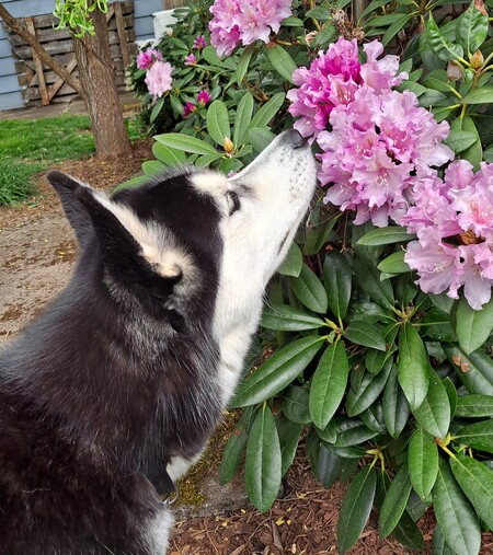 Entry image for Lupa. Clicking this image will show a larger photo