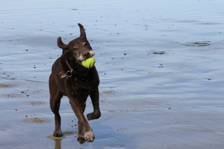 Entry image for Chance. Clicking this image will show a larger photo