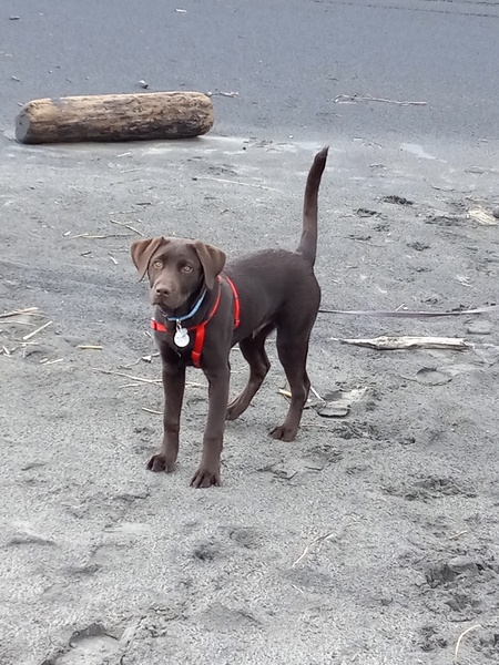 Entry image for Bronco. Clicking this image will show a larger photo