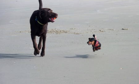 Entry image for Jabba and Schatzi. Clicking this image will show a larger photo