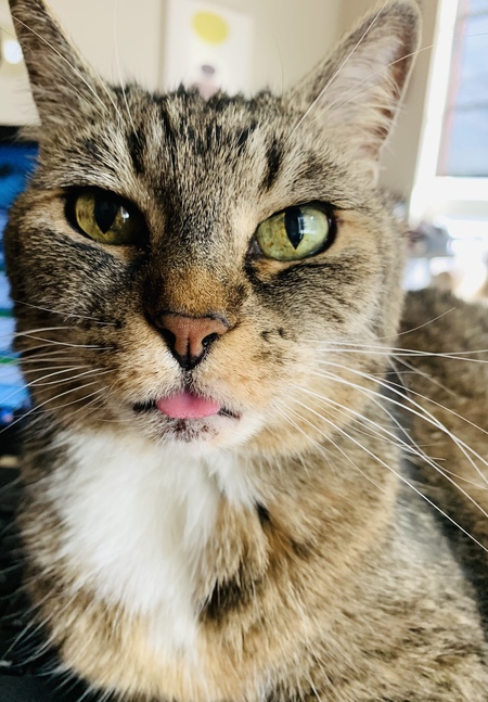 Entry image for Amelia (Mimi) . Clicking this image will show a larger photo