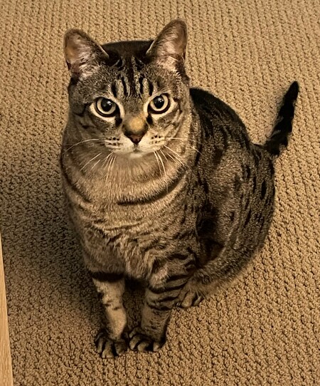 Entry image for King Pippin. Clicking this image will show a larger photo