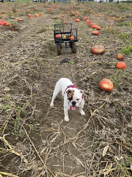 Entry image for Ramona Bona. Clicking this image will show a larger photo