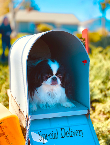 Entry image for Momotaro Iwasaki. Clicking this image will show a larger photo