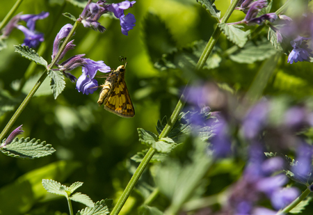 Moth in Daylight