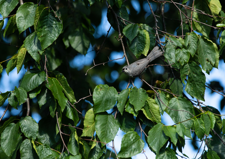 Among the Leaves