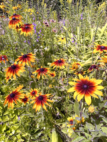 Acadian Garden