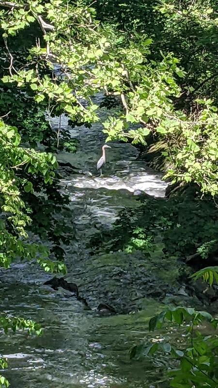 Great Blue Heron