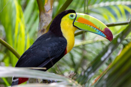 Toco Toucan