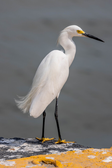 Snowy Egret