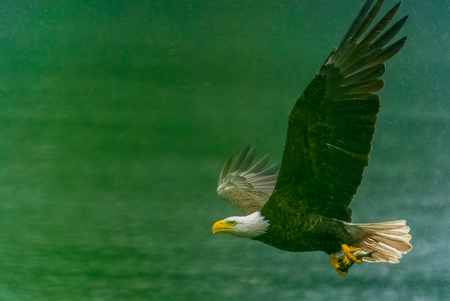 Eagle fishing in rain