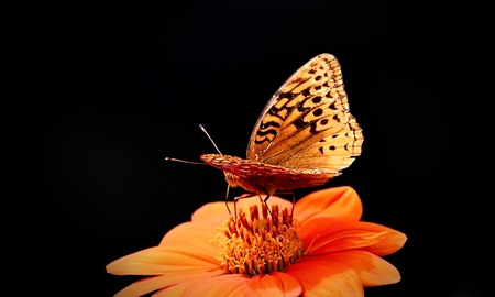 Fabulous Fritillary 