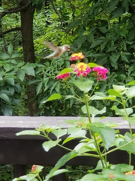 Hummingbird 