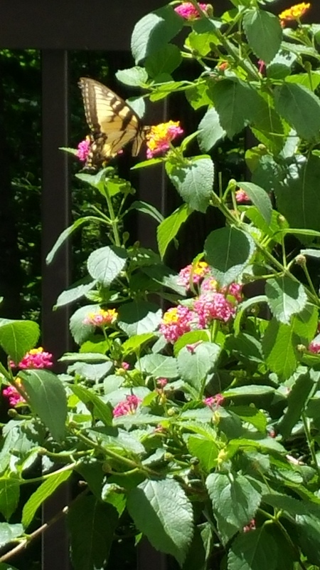 Butterfly 