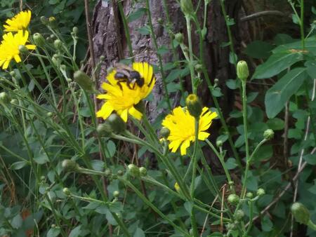 Bee on flower