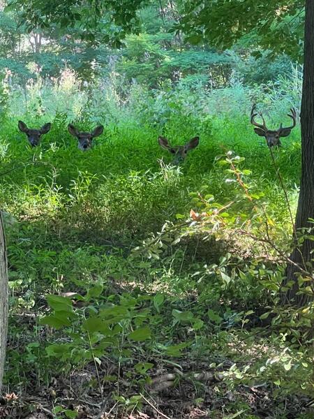 Curious Deer