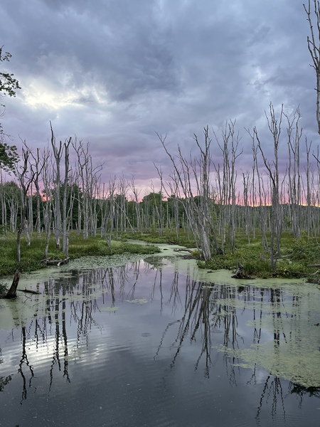 The great swamp