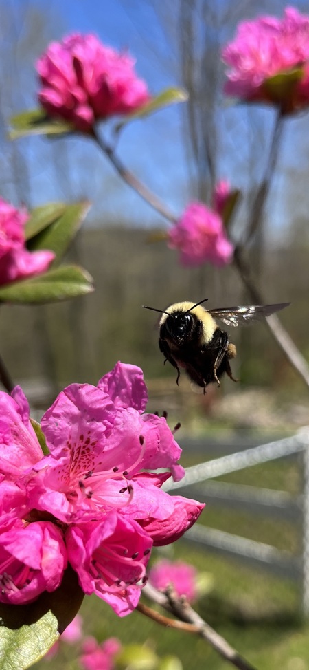 Bee- autiful Summer Day