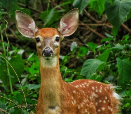 Bambi on the way to Little Pond 
