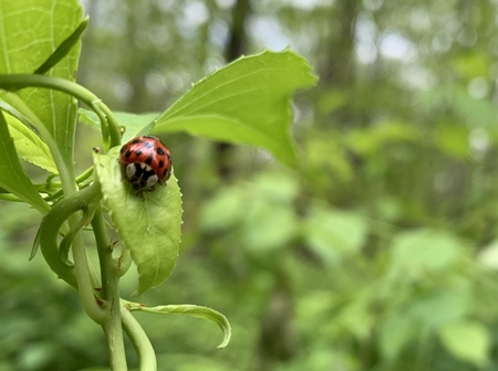 Appalachian Lady Bug