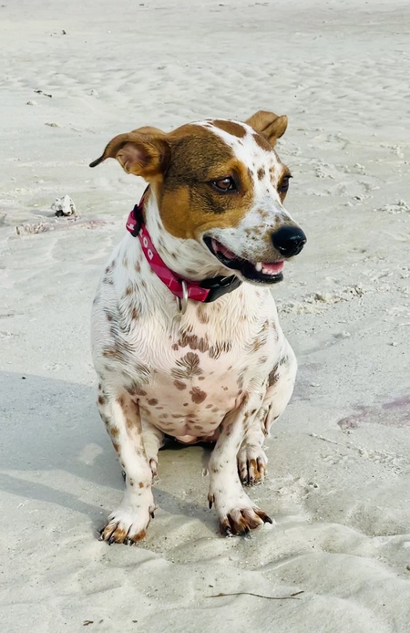 Dottie