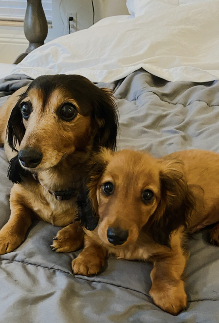 Layla & Oakley