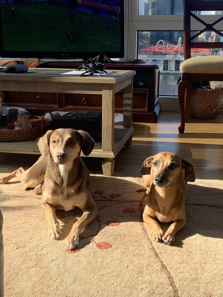 Canela and Willy