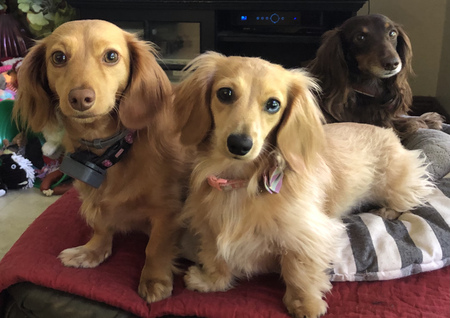 Nilla, Zoey, Dolly