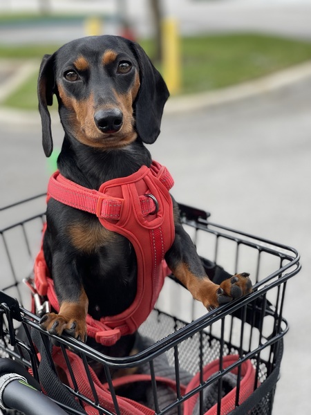 Panchita