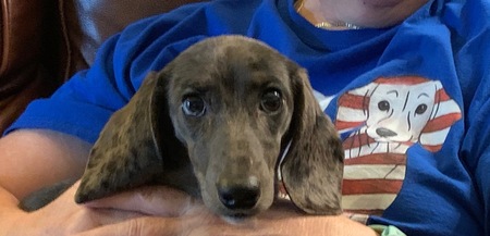 Darcy