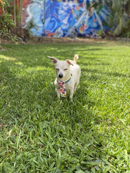 Merlin