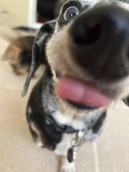 Bruno