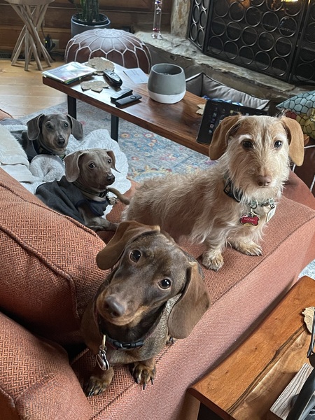 Bradley Cooper, Clooney, Stella and Bellows