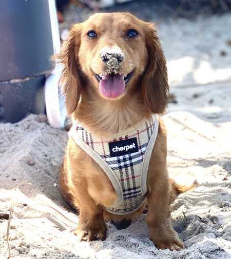 Cooper