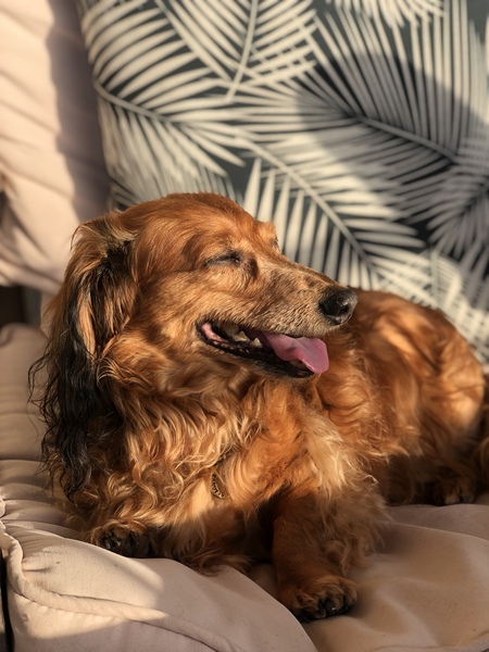 Peanut