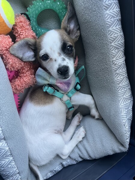 Kona
