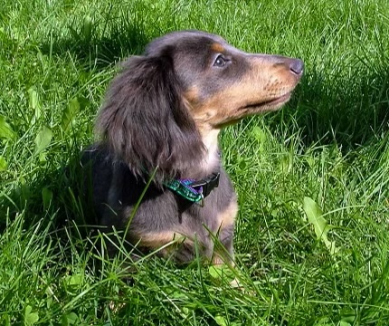 Mimi
