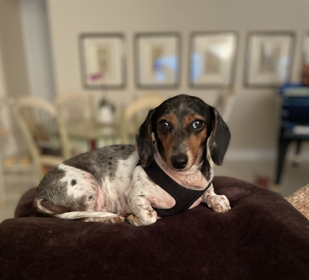 Stella