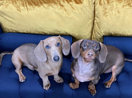 Zipper and Gunner